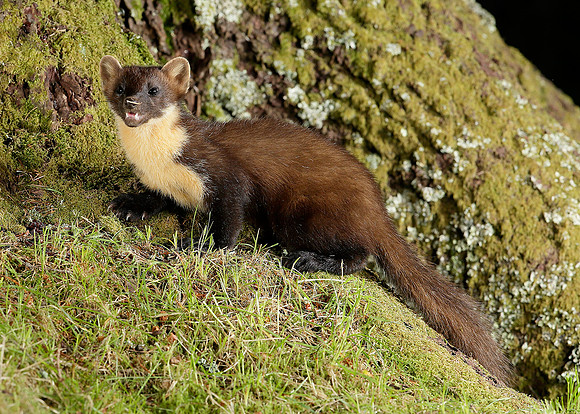 Pine Marten Martes martes
