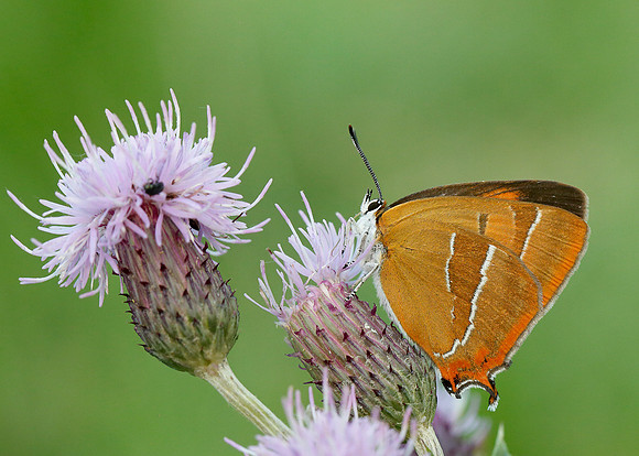 Brown Hairstreak Thecla betulae