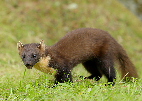 Pine Marten Martes martes