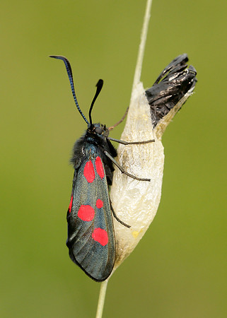 54.009 BF0171 Narrow-bordered Five-spot Burnet Zygaena lonicerae