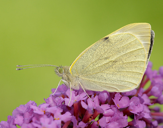 Large White Pieris brassicae