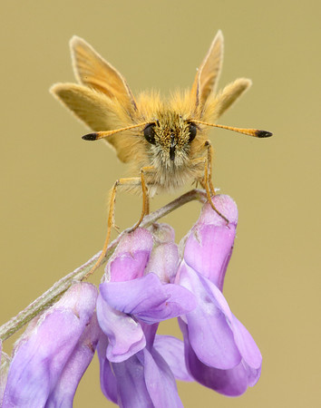 Essex Skipper Thymelicus lineola