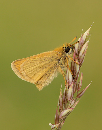 Essex Skipper Thymelicus lineola