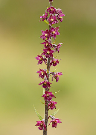Dark Red Helleborine Epipactis atrorubens