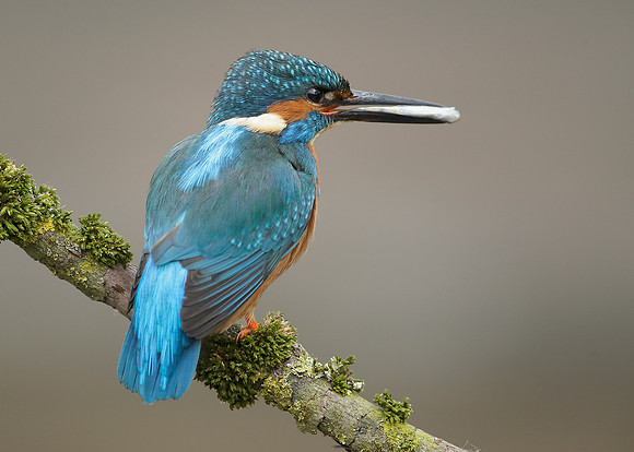 Kingfisher Alcedo atthis