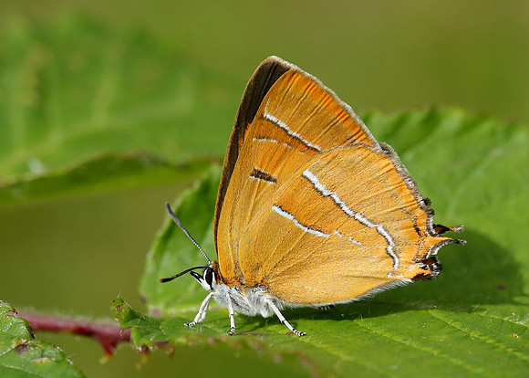 Brown Hairstreak Thecla betulae