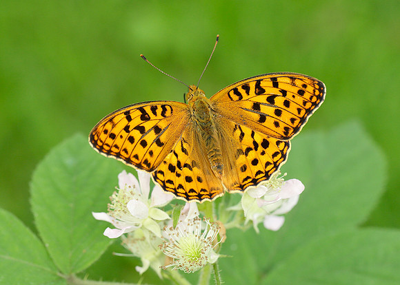 High Brown Fritillary Argynnis adippe
