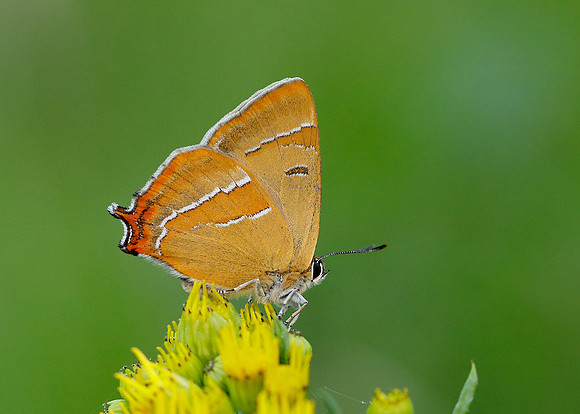 Brown Hairstreak Thecla betulae