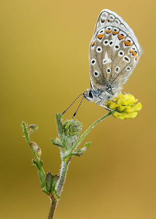 Common Blue Polyommatus icarus