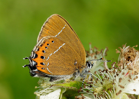 Black Hairstreak Satyrium pruni