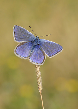 Common Blue Polyommatus icarus