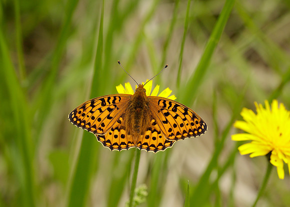 Dark Green Fritillary Argynnis aglaja