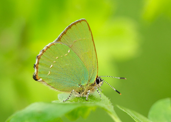 Green Hairstreak Callophrys rubi