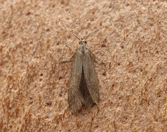 37.015 BF493 Coleophora serratella