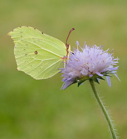 Brimstone Gonepteryx rhamni