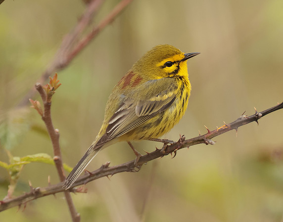 Prairie Warbler Setophaga discolor