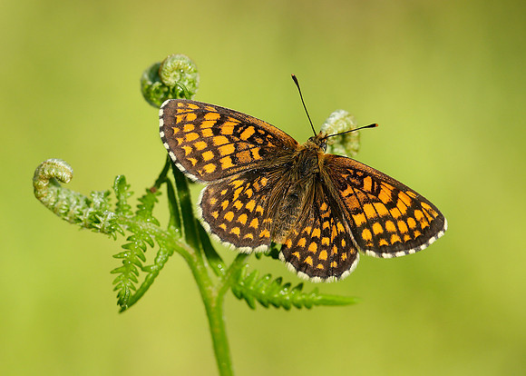 Heath Fritillary Melitaea athalia