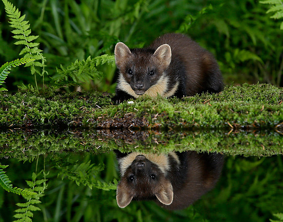 Pine Marten Martes martes