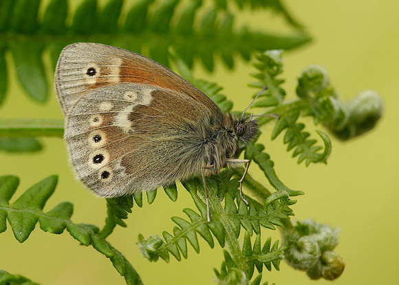 Large Heath Coenonympha tullia polydama