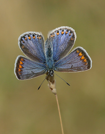 Common Blue Polyommatus icarus