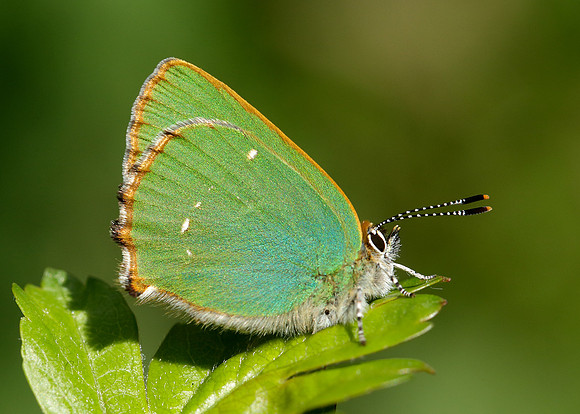 Green Hairstreak Callophrys rubi
