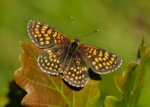Heath Fritillary Melitaea athalia