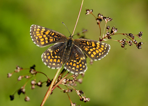 Heath Fritillary Melitaea athalia
