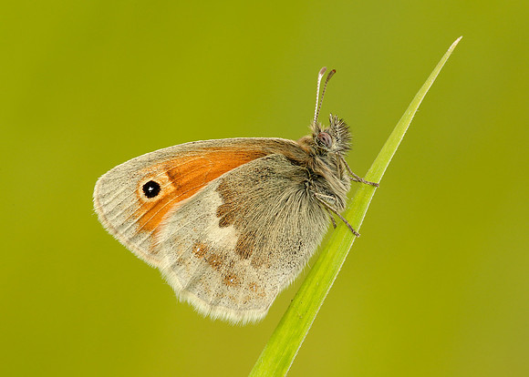 Small Heath Coenonympha pamphilus