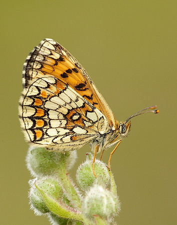 Heath Fritillary Melitaea athalia