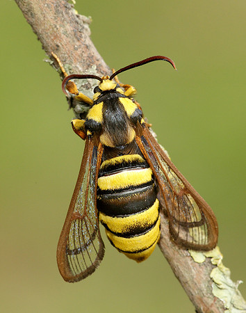 52.002 BF0370 Hornet Moth Sesia apiformis