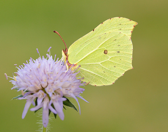 Brimstone Gonepteryx rhamni