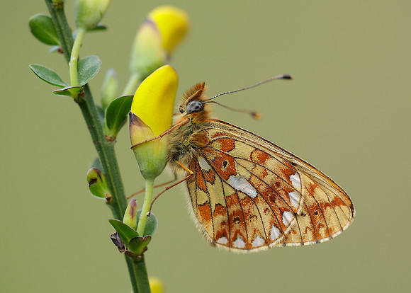 Pearl-Bordered Fritillary Boloria euphrosyne