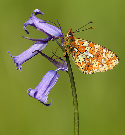 Pearl-Bordered Fritillary Boloria euphrosyne