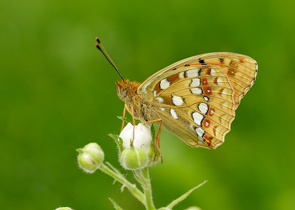 High Brown Fritillary Argynnis adippe