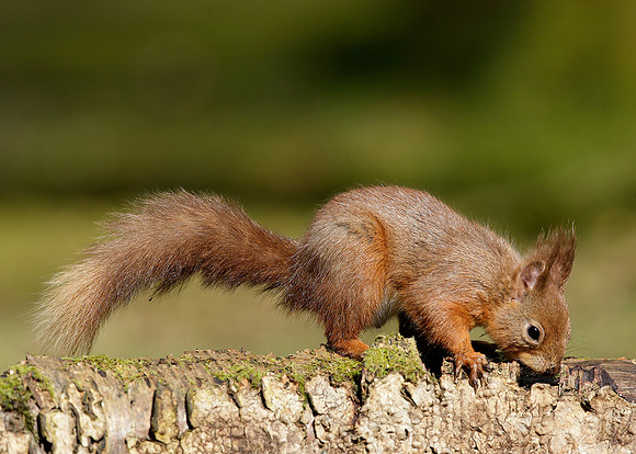 Red Squirrel Sciurus vulgaris