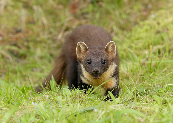 Pine Marten Martes martes
