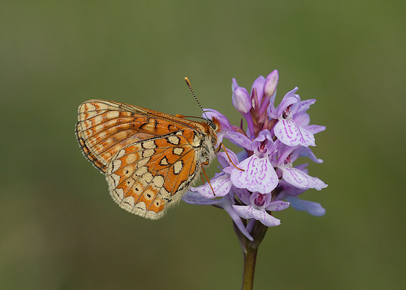 Marsh Fritillary Euphydryas aurinia
