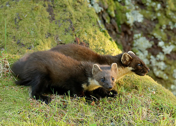 Pine Marten Martes martes