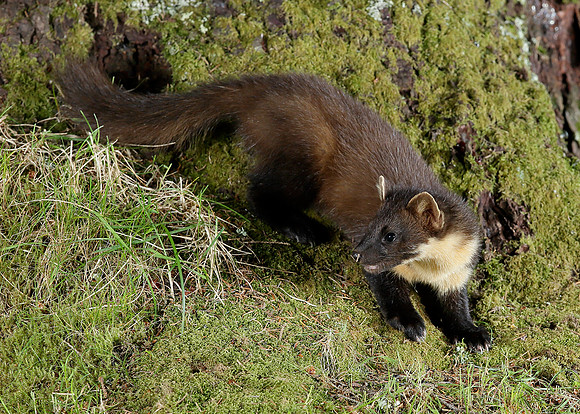 Pine Marten Martes martes