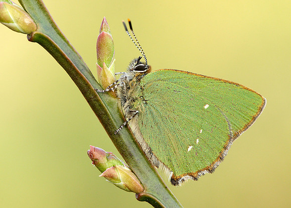 Green Hairstreak Callophrys rubi