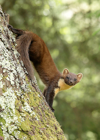 Pine Marten Martes martes