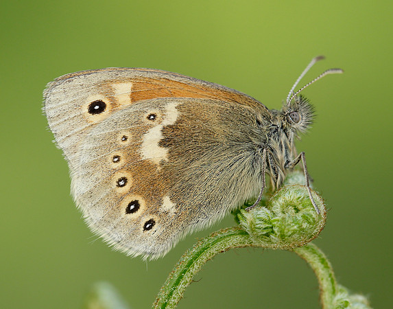 Large Heath Coenonympha tullia polydama