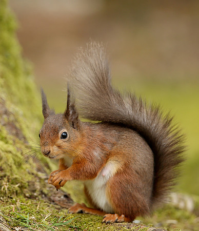 Red Squirrel Sciurus vulgaris