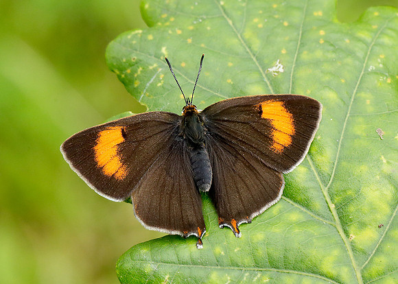 Brown Hairstreak Thecla betulae