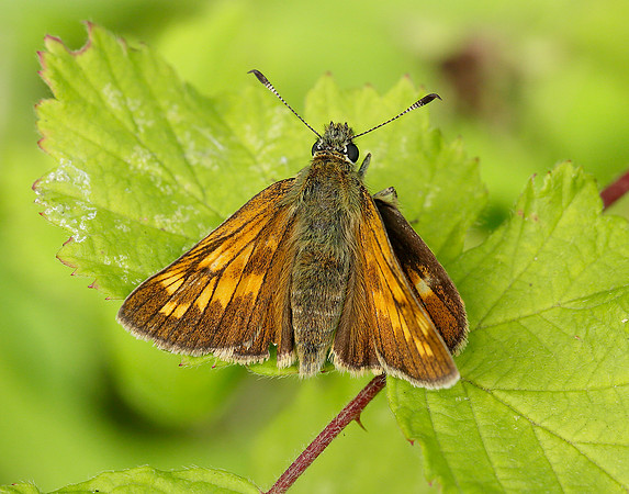 Large Skipper Ochlodes venata