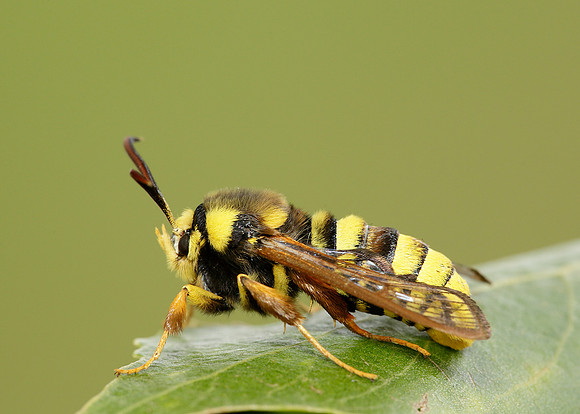 52.002 BF0370 Hornet Moth Sesia apiformis