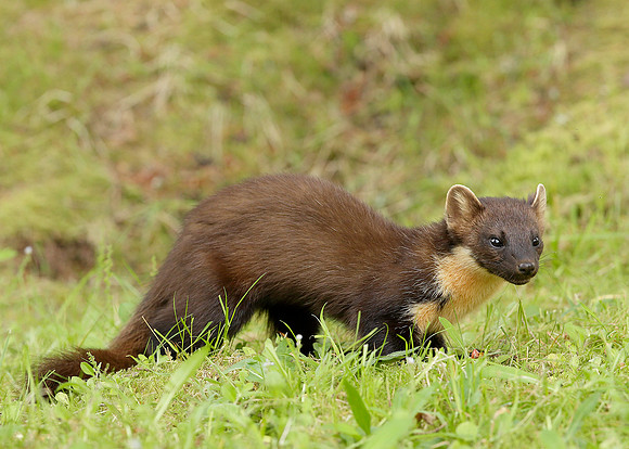 Pine Marten Martes martes