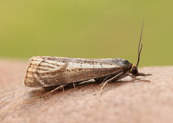 63.107 BF1321 Thisanotia chrysonuchella