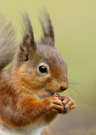 Red Squirrel Sciurus vulgaris
