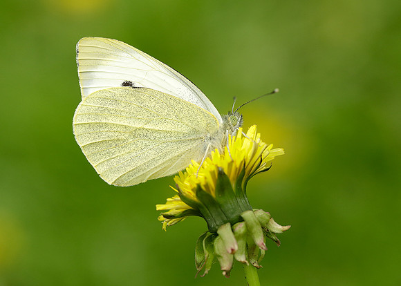 Large White Pieris brassicae